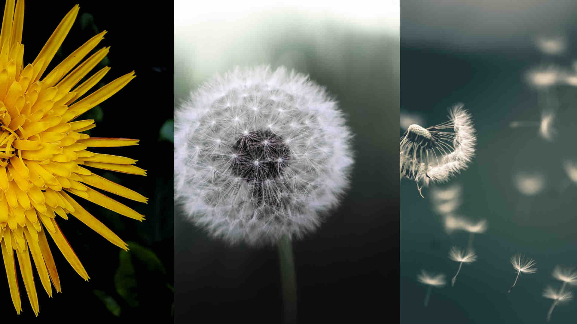 Pusteblume Schaubild Innovation